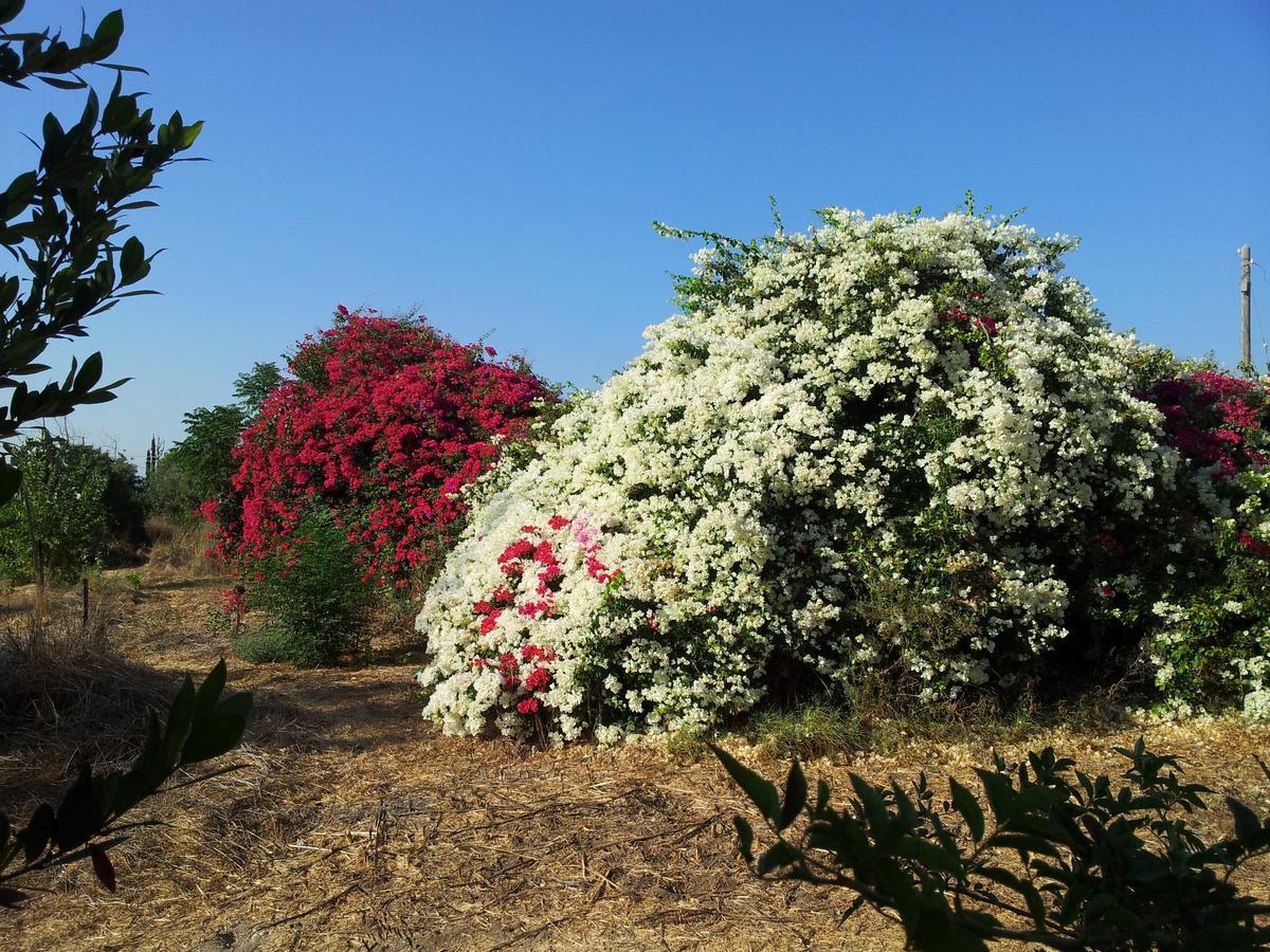 The Olive Tree Villa Zafririm Exterior photo